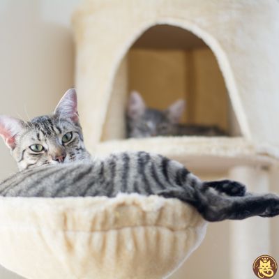 chat detendu dans hamac pour chat hamaczen beige