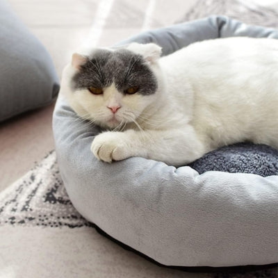 chat en detente dans son couffin pour chat