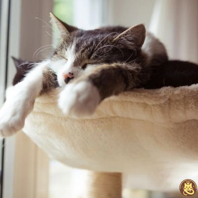 chat endormi profondement dans hamac pour chat hamaczen beige