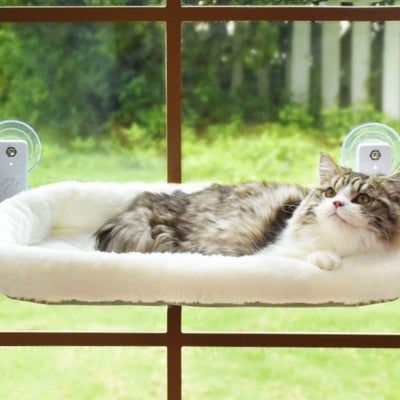 chat hamac fenĂȘtre ragdoll relaxant paisiblement dessus