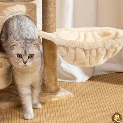 chat sortant de son hamac pour chat hamaczen beige