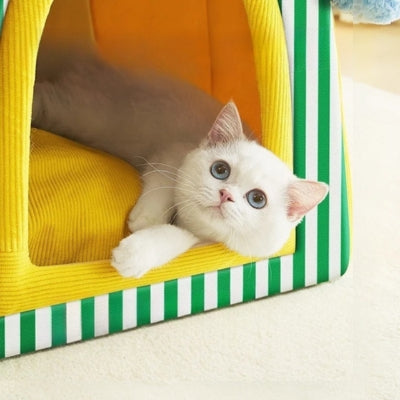 chaton appuyant tête sur rebord maison pour chaton