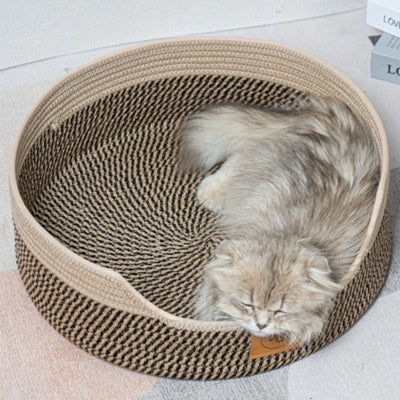 chaton blotti dans panier chatons brume