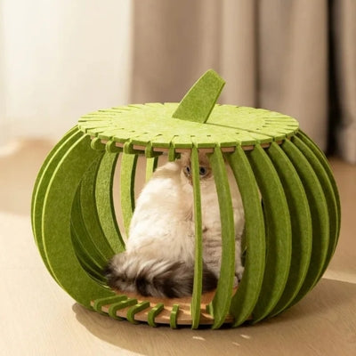 chaton caché dans cocon pour chat