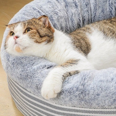 chaton resposant sa tête sur coussin pour chaton