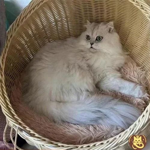 coussin à chat dodo du pacha chat dans panier en osier