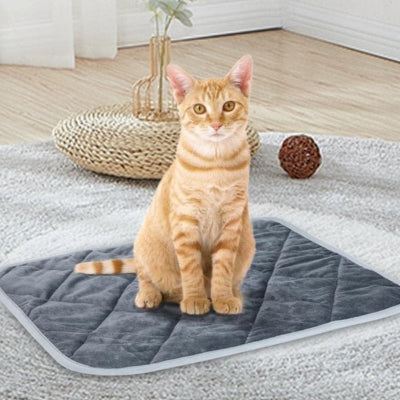 coussin chat chat assis dessus sur tapis dans salon