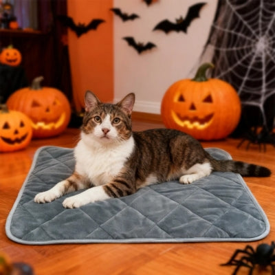 coussin chat chat relaxant dessus deco halloween