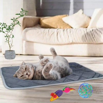 coussin chat couché sur dos dessus salon