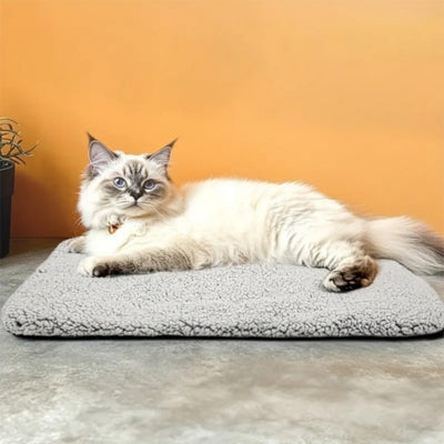 coussin chat maine coon installé confortablement dessus