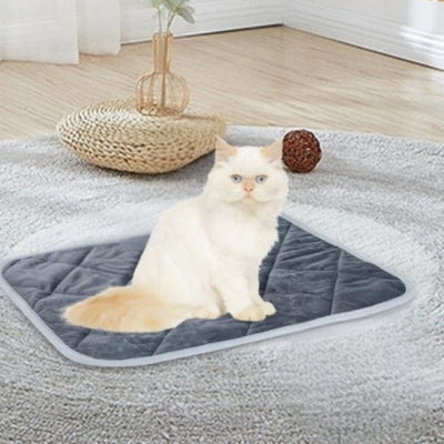 coussin chat ragdoll assis dessus sur tapis gris salon