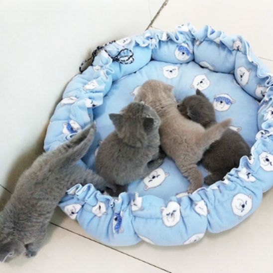 coussin pour chat bleu ciel chatons relaxant dedans