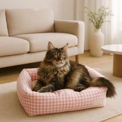 coussin pour chat maine coon relaxant dessus