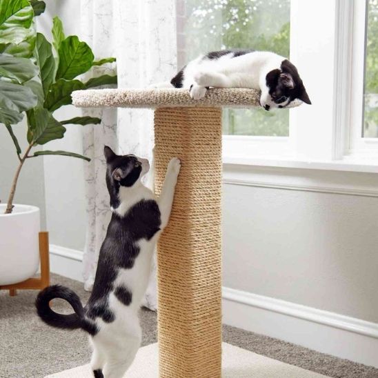 deux chatons s'amusant avec griffoir pour chat