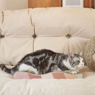 griffoir chat carton chat relaxant paisiblement dessus