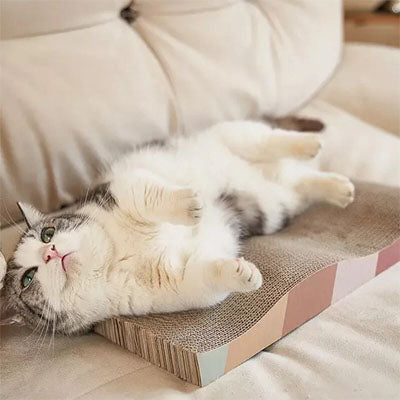 griffoir chat carton ragdoll couché sur dos dessus