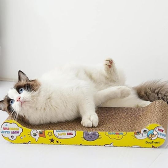 griffoir ragdoll se grate dessus