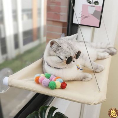 hamac chat fenetre aérius félin beige chat cool avec lunettes de soleil