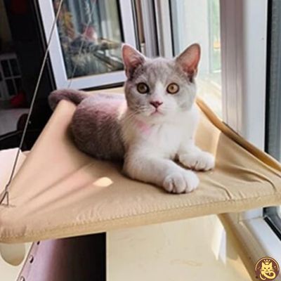 hamac chat fenetre aérius félin beige chaton relaxé dessus