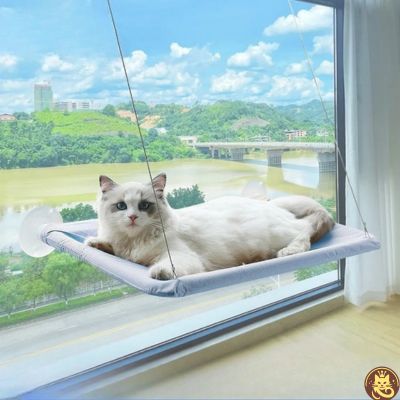 hamac chat fenetre aérius félin bleu