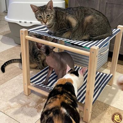 hamac chat harmony lounge plusieurs chats utilisant hamac