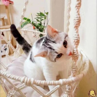 hamac pour chat cocon boho suspendu chaton mordant corde hamac