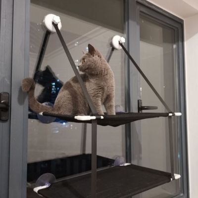 hamac pour chat fenetre chaton observant Ă  travers fenĂȘtre