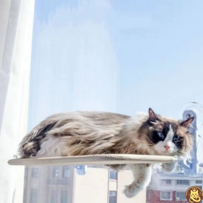 hamac pour chat fenetre tandem win win chat allongé confortablement dessus