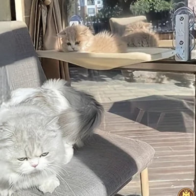 hamac pour chat fenetre tandem win win chaton relaxant dessus