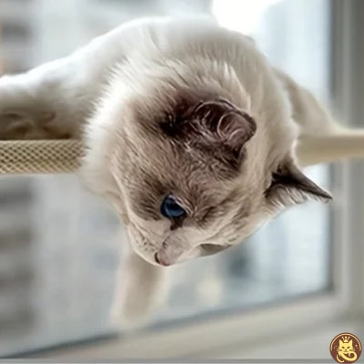 hamac pour chat fenetre tandem win win chaton se prélassant dessus