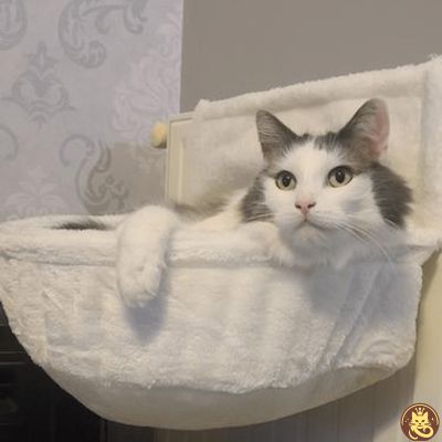 hamac pour chat purr fect hotspot accroché radiateur chat relaxant dedans