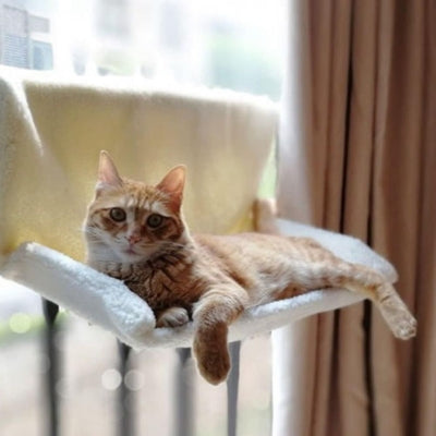 hamac radiateur chat accrochĂ© fenĂȘtre chat detendu dessus