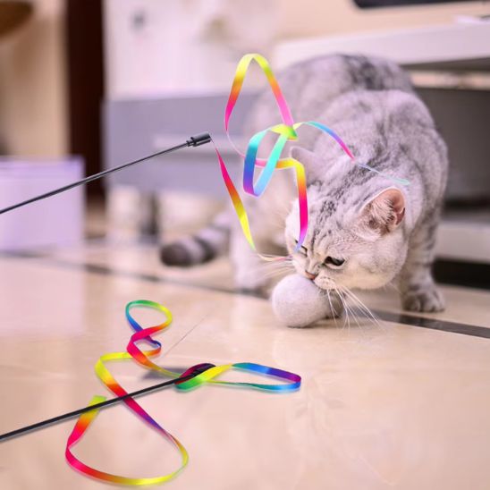 jouet chat american shorthair s'amusant avec son ruban coloré