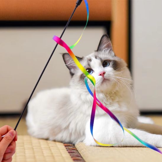 jouet chat chat observant ruban coloré