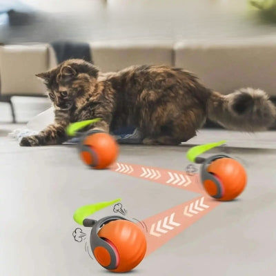 jouet chat interactif chat jouant balle trajectoire aléatoire