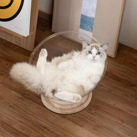 lit chat ragdoll detendu confortablement dedans