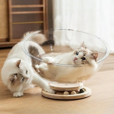 lit chat chaton relaxant dedans autre chaton jouant