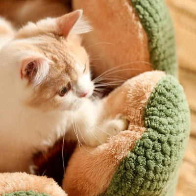 lit chat chaton petrissant avec ses pattes rebords