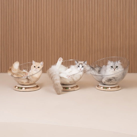 lit chat trois chats chacun dans son lit