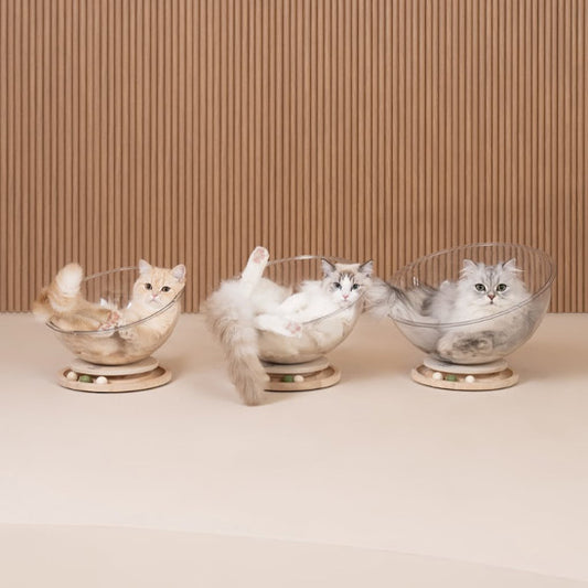 lit chat trois chats chacun dans son lit