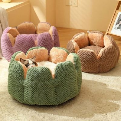 lit chat vert ragdoll allongé lits marron violet à côté