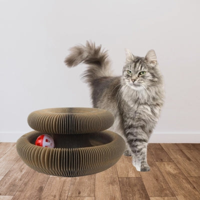 maine coon à cÎté griffoir pour chat