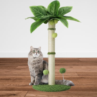 maine coon debout à cÎté griffoir