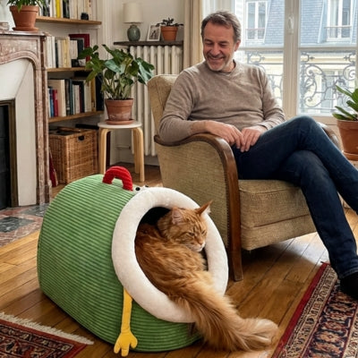 maine coon detendu dans nid chaton maĂźtre ravi le regardant