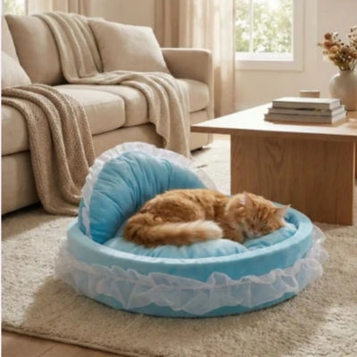 maine coon dort couffin chaton dans salon