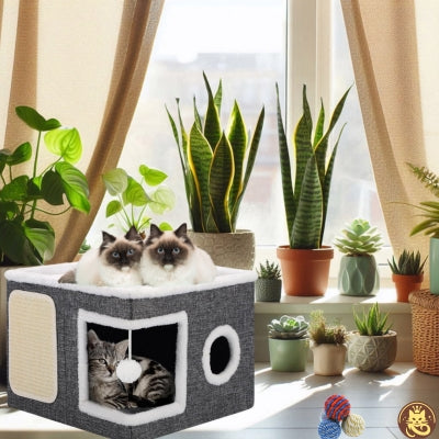 maison pour chat chat-o-bien-ĂȘtre chat deux siamois relaxant chat detendu