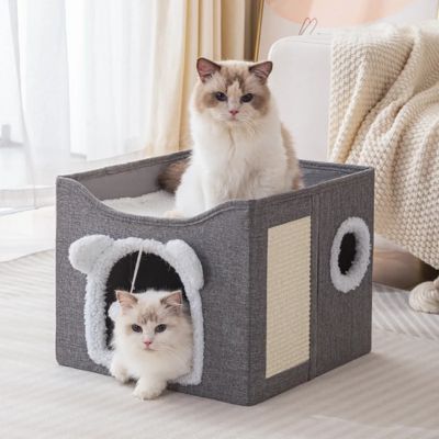 maison pour les chats cats ragdoll balcon ragdoll detendu intérieur