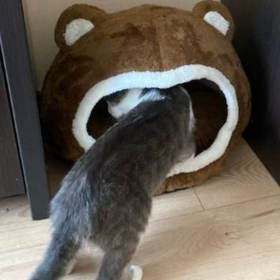 maisons pour chat chat entrant dedans