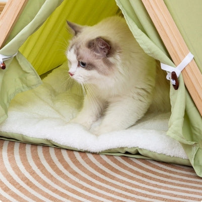 niche chat verte ragdoll detendu confortablement