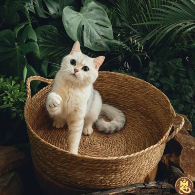 panier chat griff refuge chat blanc tend patte dedans